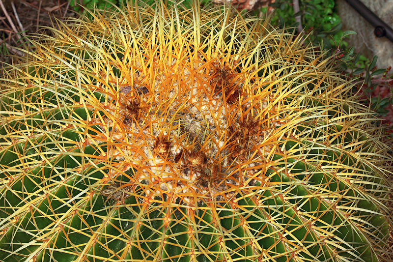 Echinocactus grusonii